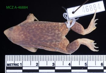 Media type: image;   Herpetology A-46884 Description: Specimen photo;  Aspect: whole body dorsal